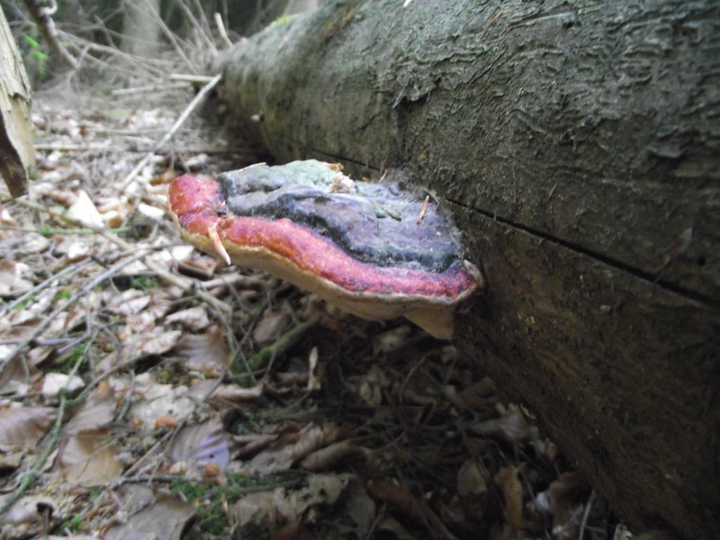 Rotrandiger Baumschwamm - Rotrandiger Baumschwamm an einem toten Stück Holz. Hierbei handelt es sich um ein weitgehend ausgewachsenes Exemplar. 